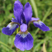 Iris sibirica 'Blue Emperor'
