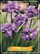 Iris sibirica 'Imperial Opal'