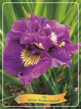 Iris sibirica 'Double Standard'