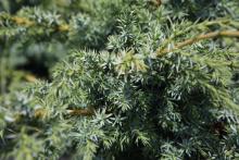 Juniperus chin. 'Blue Alps'