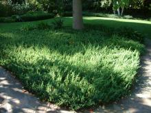 Juniperus conferta 'Blue Pacific'