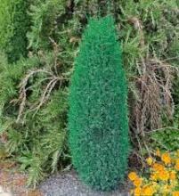 Juniperus comm. 'Compressa'