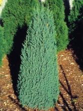 Juniperus chin. 'Stricta'