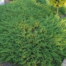 Juniperus hor. 'Andorra Compact'