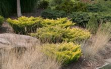 Juniperus hor. 'Limeglow'