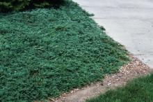 Juniperus hor. 'Wiltonii'