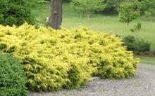 Juniperus media 'Gold Coast'