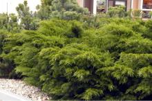 Juniperus media 'Mint Julep'