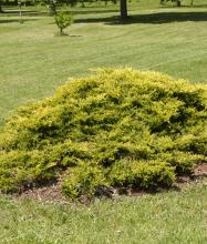 Juniperus media 'Old Gold'