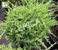 Juniperus BONSAI