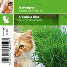 KATTENGRAS