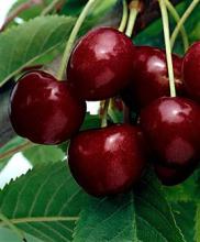 Kers 'SYLVIA' Kers 'SYLVIA'
