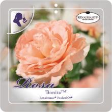 'Bonita'(TM) Renaissance® Klimroos