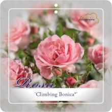 'Climbing Bonica'® Klimroos 'Climbing Bonica'® Klimroos
