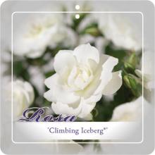 'Climbing Iceberg'® Klimroos 'Climbing Iceberg'® Klimroos