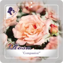 'Compassion'® Klimroos 'Compassion'® Klimroos