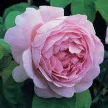 'Constance Spry' Engelse klimroos 'Constance Spry' Engelse klimroos