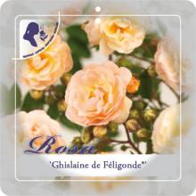 'Ghislaine de Féligonde' Klimroos