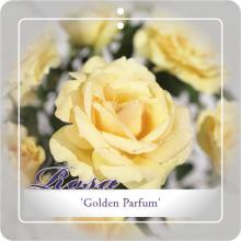 'Golden Parfum' Klimroos