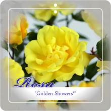 'Golden Showers'® Klimroos