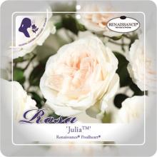 'Julia'(TM) Renaissance® Klimroos