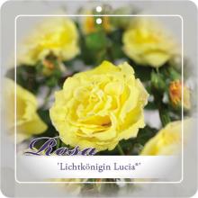 'Lichtkönigin Lucia'® Klimroos
