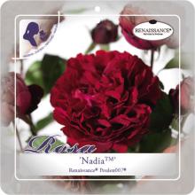 'Nadia'(TM) Renaissance® Klimroos