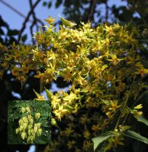 Koelreuteria paniculata Koelreuteria paniculata