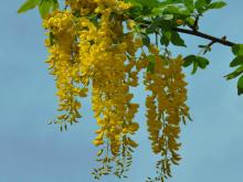 Laburnum anagyroides Laburnum anagyroides