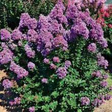 Lagerstroemia indica 'Purple Magic'