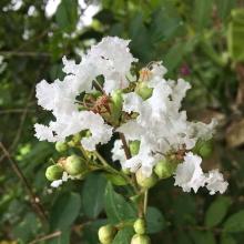 Lagerstroemia ind. 'White Star'