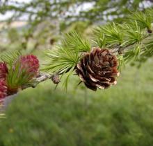 Larix kaempferi Larix kaempferi