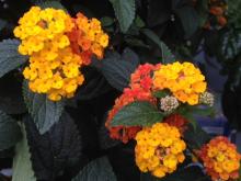 Lantana