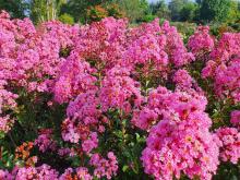 Lagerstroemia ROZE