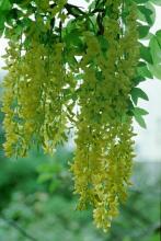 Laburnum wat. 'Vossii' Laburnum wat. 'Vossii'