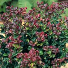 Leucothoe ax. 'Curly Red'®