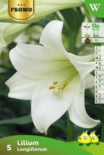 Lilium 'Longiflorum' Lilium 'Longiflorum'