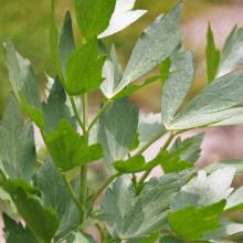 LAVAS Levisticum officinalis