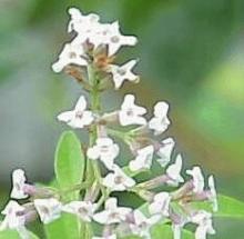 CITROENVERBENA Lippia citriodora