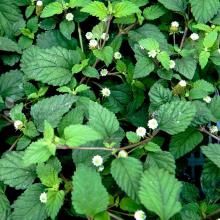 AZTEKENKRUID-ZOETKRUID Lippia dulcis AZTEKENKRUID-ZOETKRUID Lippia dulcis