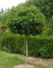 Liquidambar styraciflua 'Gum Ball' Liquidambar styraciflua 'Gum Ball'