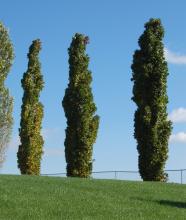 Liquidambar styr. 'Slender Silhouette' Liquidambar styr. 'Slender Silhouette'