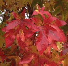 Liquidambar styraciflua