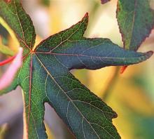 Liquidambar styraciflua 'Worplesdon'