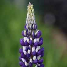 Lupinus 'The Governor'