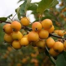 Malus 'Golden Hornet' Malus 'Golden Hornet'
