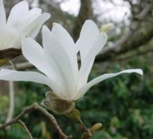 Magnolia kobus Magnolia kobus