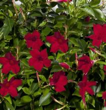 Mandevilla