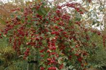 Malus 'Red Sentinel' Malus 'Red Sentinel'