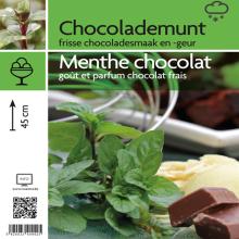 CHOCOLADEMUNT Mentha piperita f. citr. 'Chocolate'